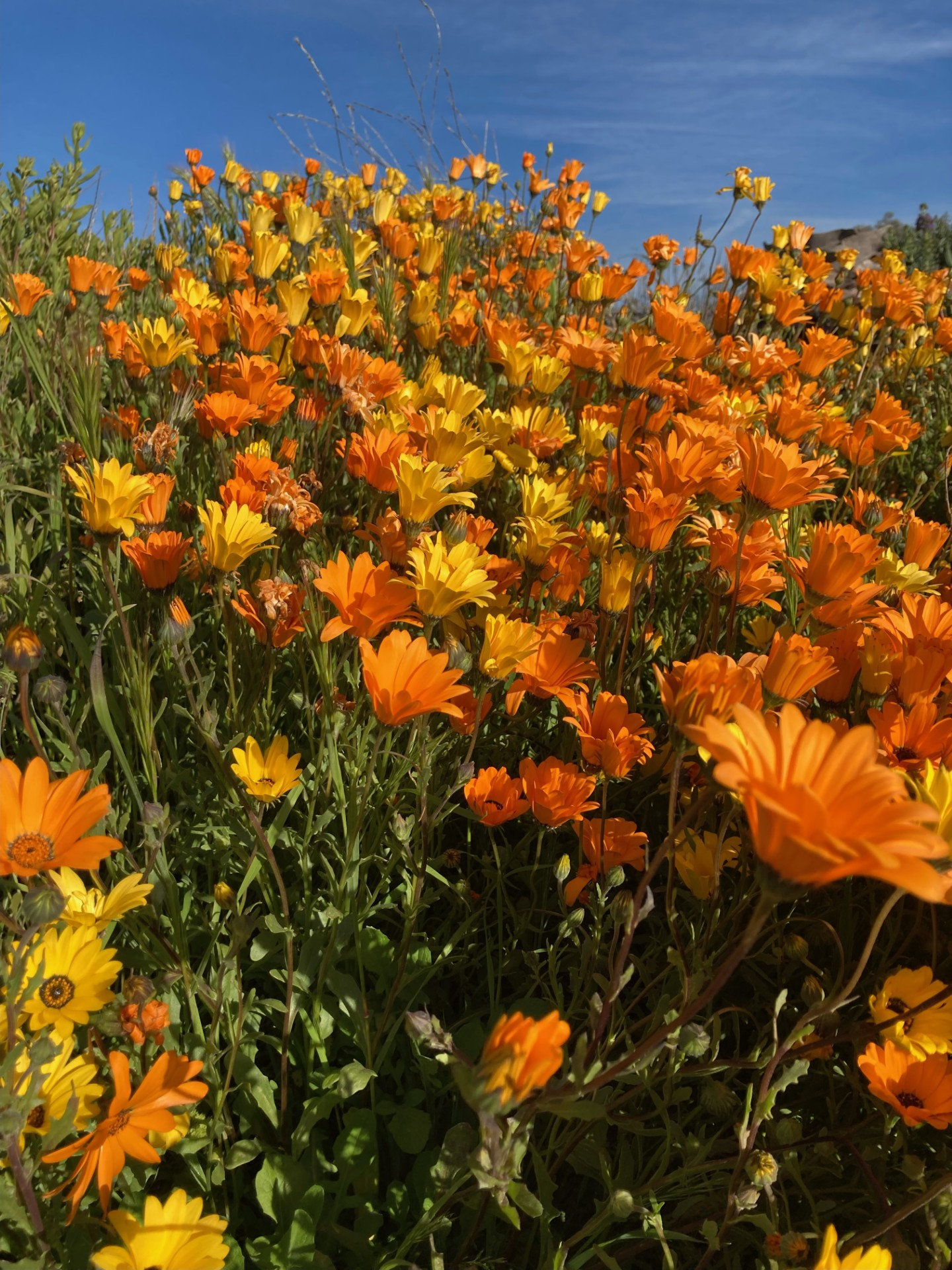 Orange and yellow flowers reaching toward a blue sky